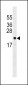 ARL6IP5 Antibody (Center)